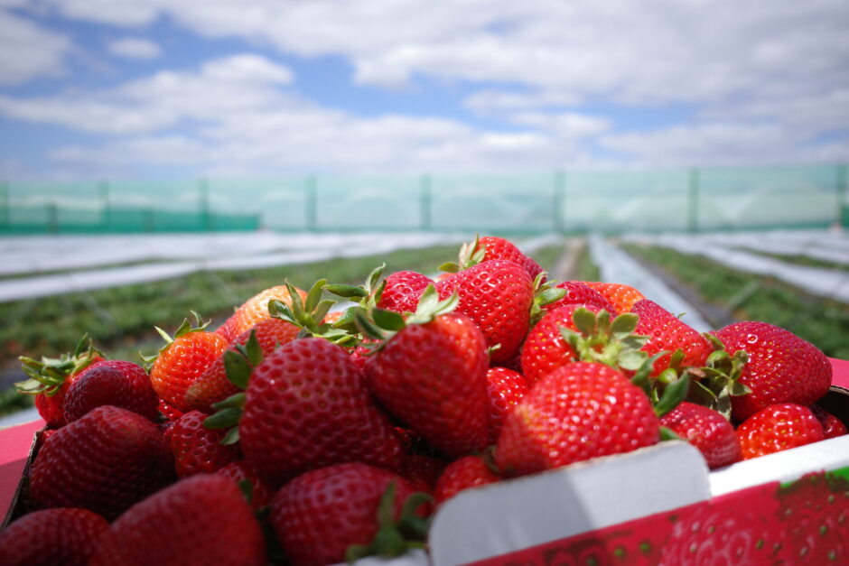 strawberry-picking-Oct21